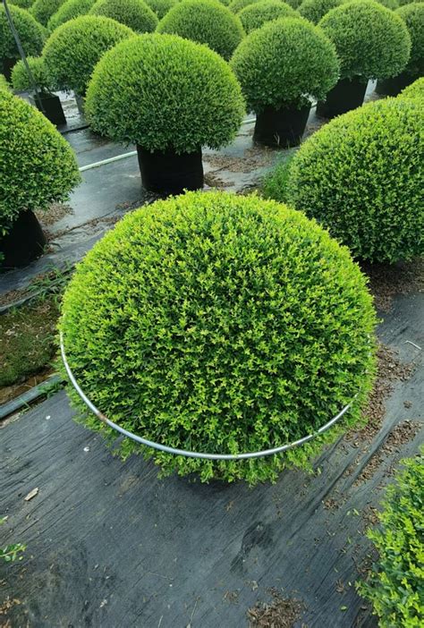 冬青先令|先令冬青 Ilex vomitoria Schillings植物智[百科详情]